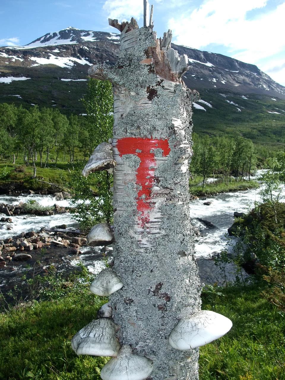 Tree trunk with red trail marker and white mushrooms growing on it, river flowing in background, mountains with snow patches under clear sky
