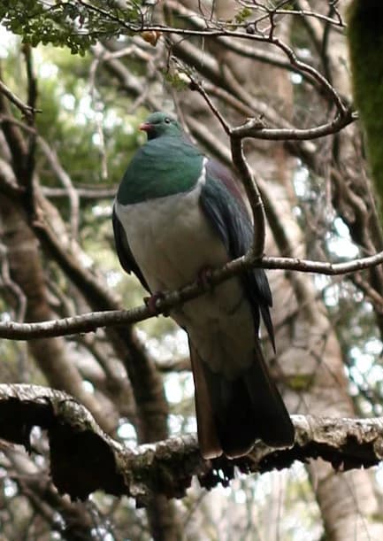 Una paloma de Nueva Zelanda con plumaje verde, blanco y oscuro se posa en la rama de un árbol en una zona boscosa