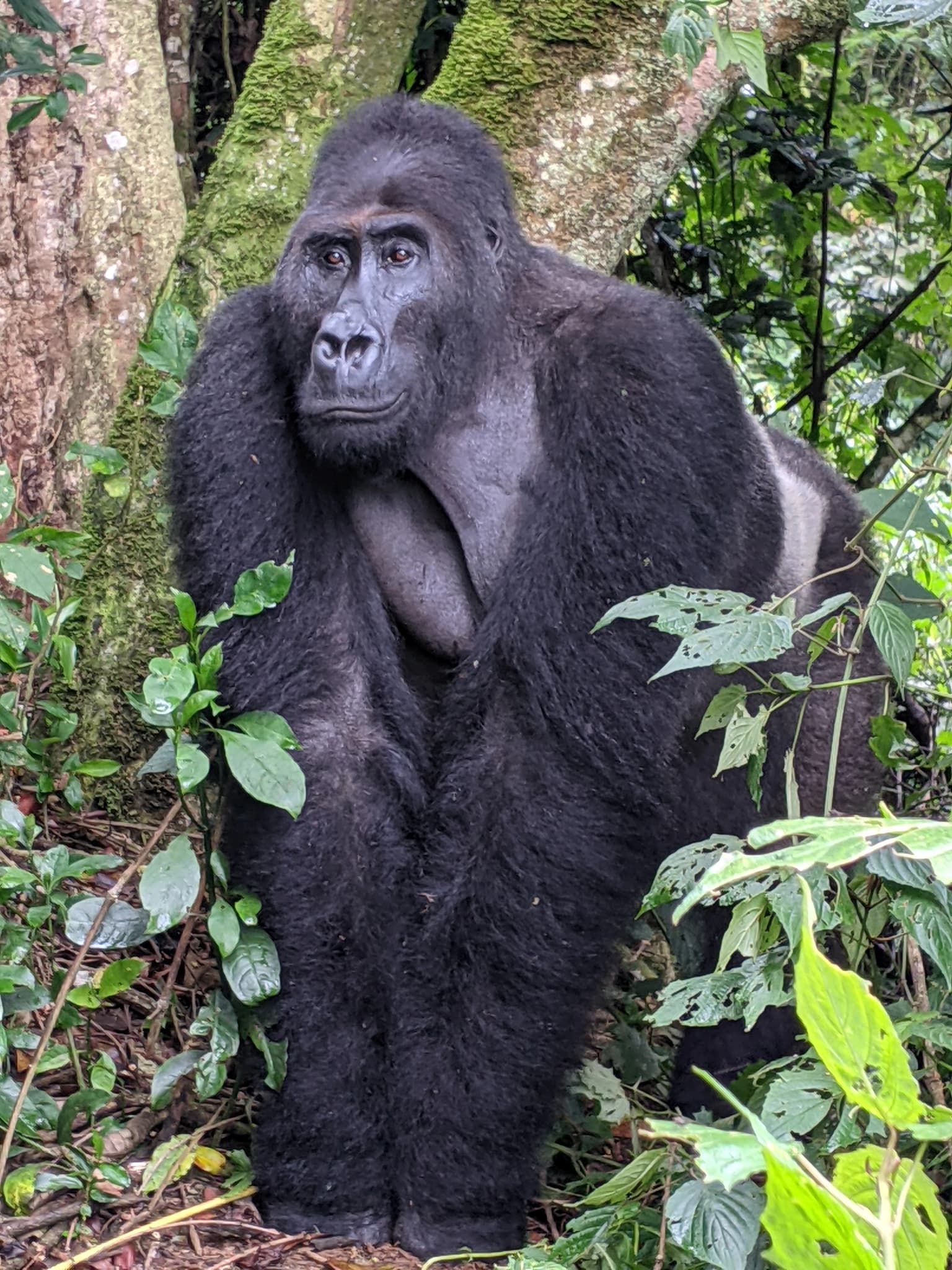 A large gorilla with dark fur stands on forest floor surrounded by green leaves and moss-covered tree trunks