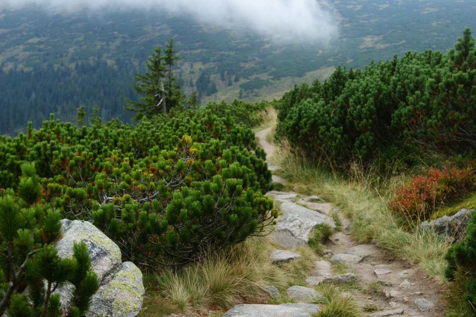 Narrow stone path through dense green dwarf pine vegetation with rocky outcrops and mountainous landscape in background