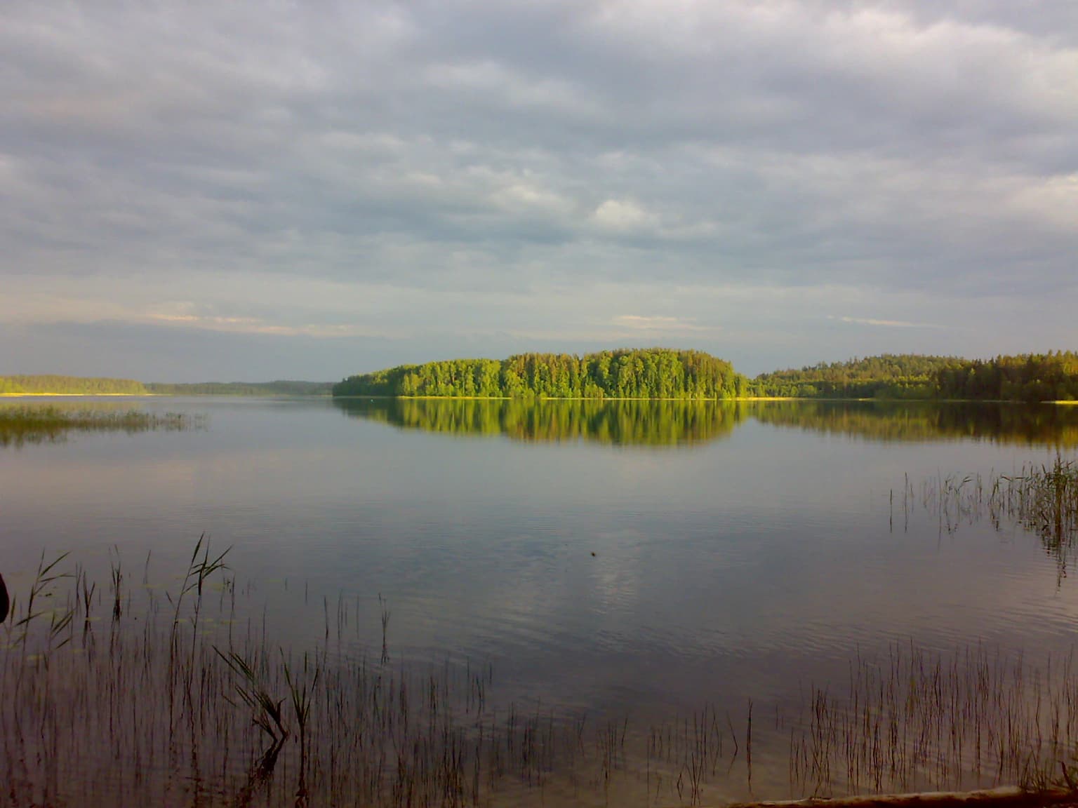 Calm lake with reeds in the foreground reflecting a dense forest across the water under a cloudy sky