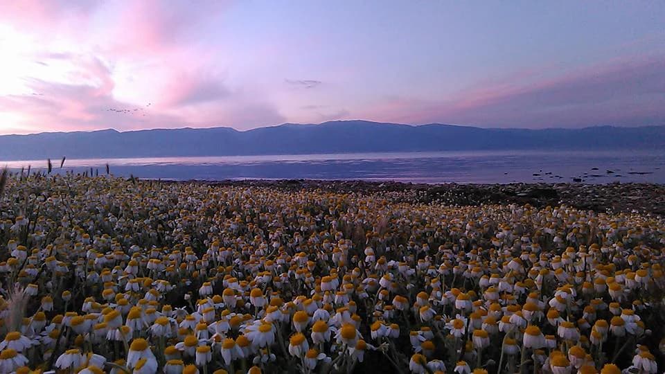 Field of yellow and white wildflowers with a body of water and distant mountains under a pink and purple sky