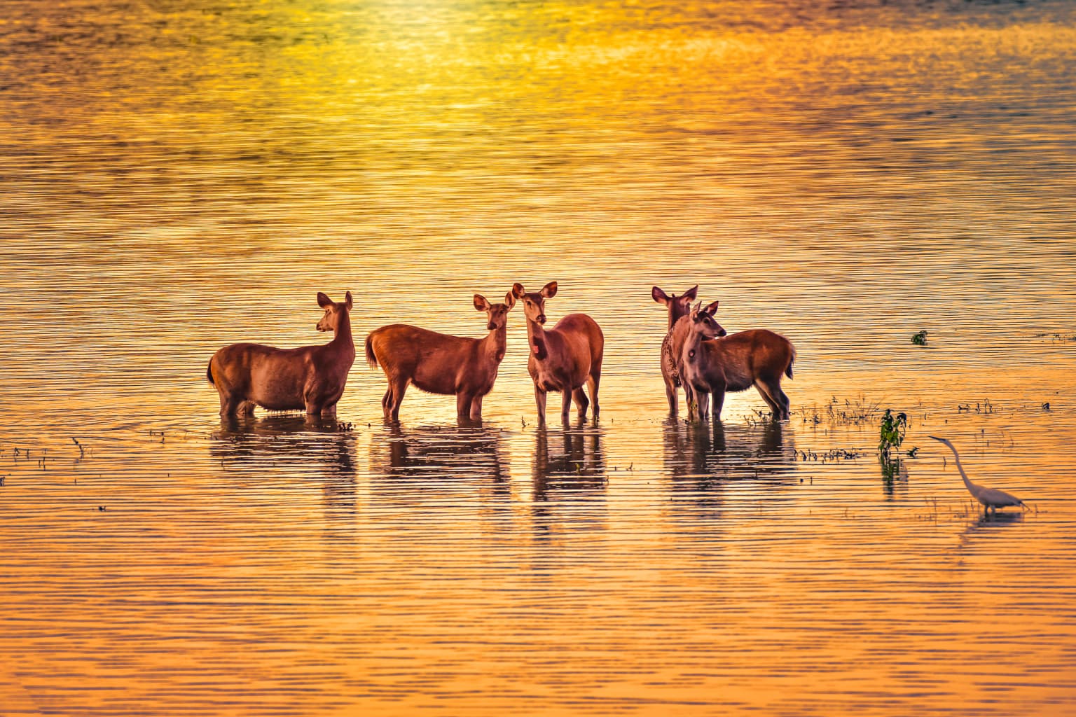 Cinco ciervos sambar de pie en aguas poco profundas con un pájaro cerca bajo un cielo dorado al atardecer