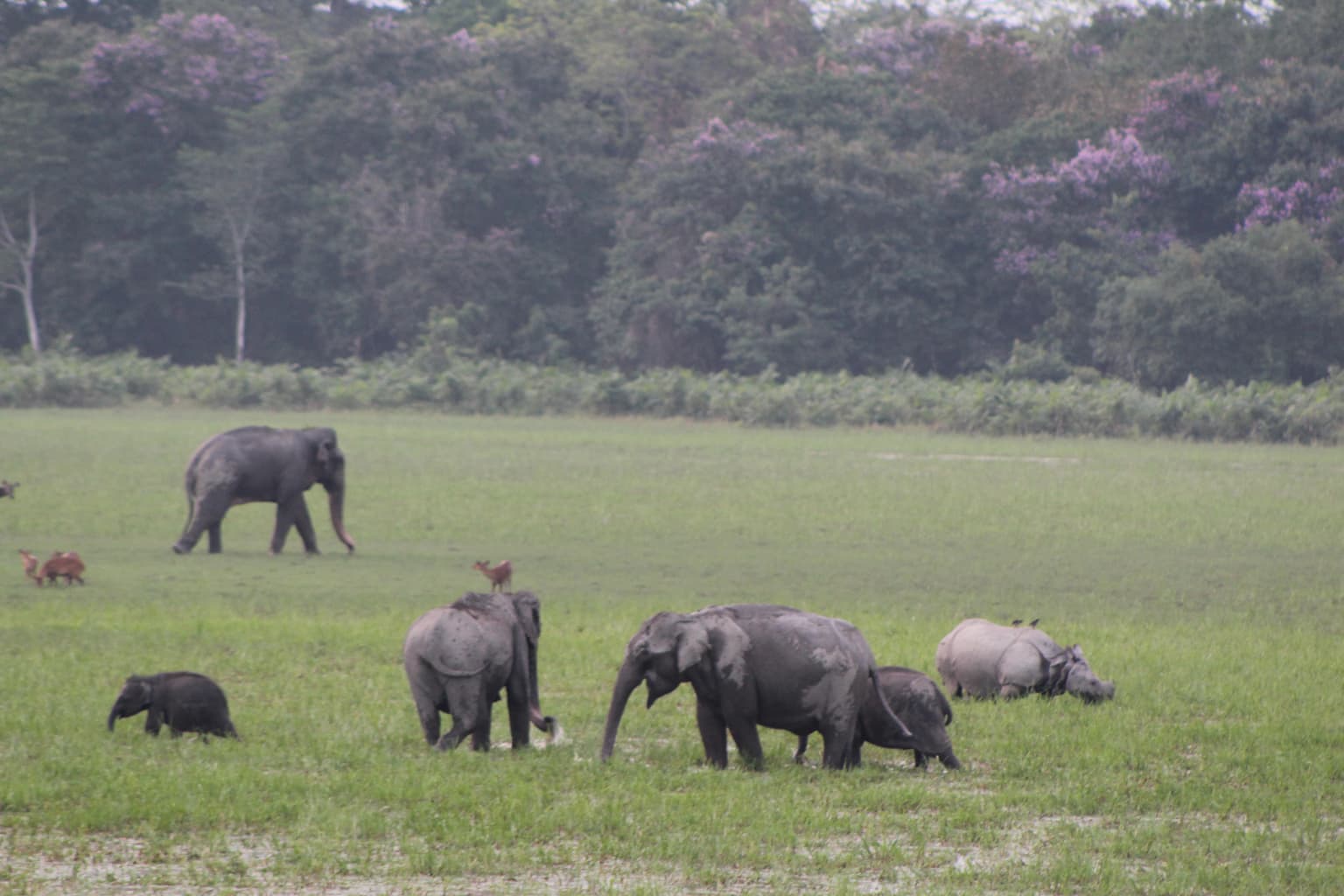 Several elephants and a rhinoceros in a grassy field with trees in the background