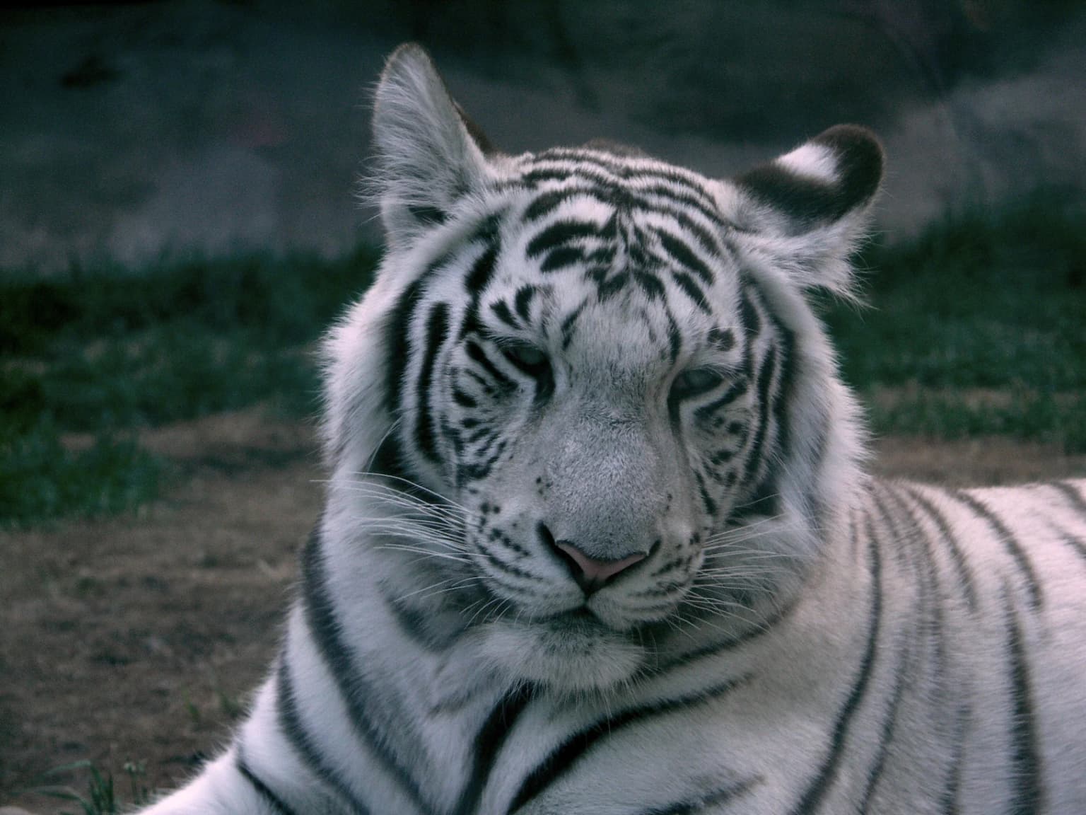 Primer plano de un tigre blanco con rayas negras tumbado en el suelo