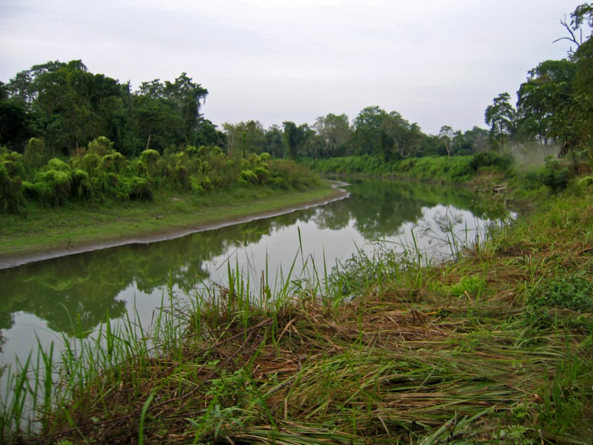 Un río fluye a través de orillas cubiertas de hierba con densos árboles verdes al fondo