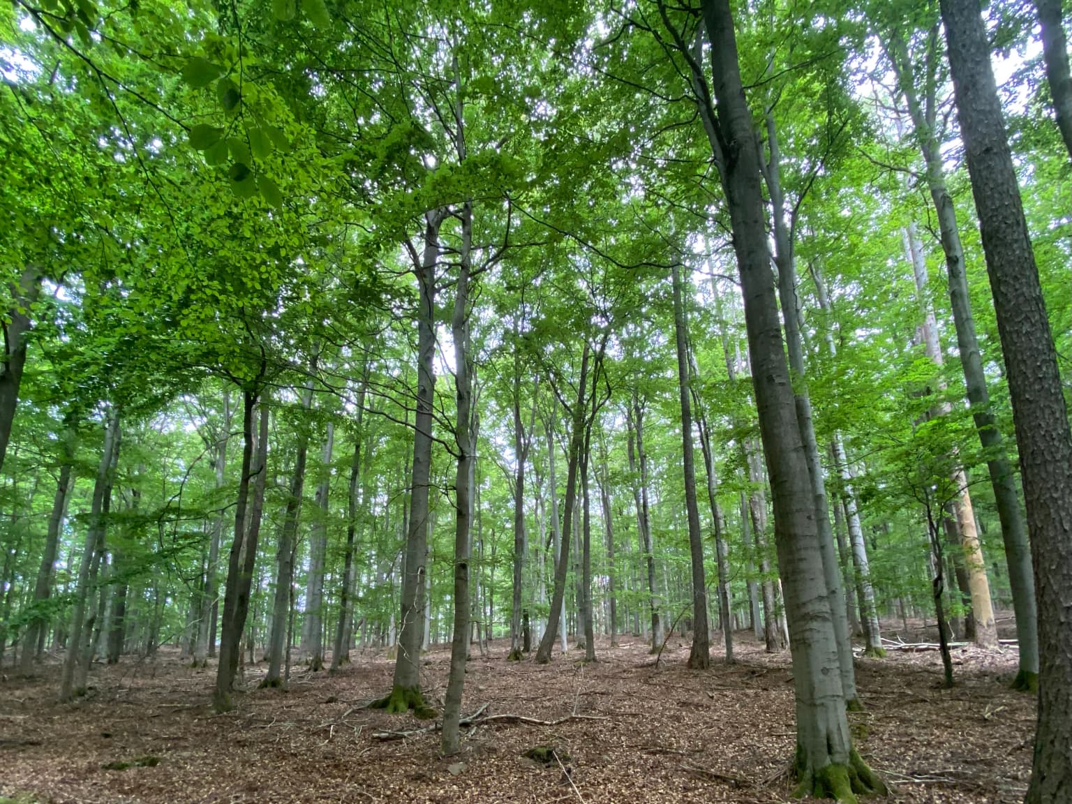 Tall beech trees with green foliage and brown leaf-covered ground in a dense forest.