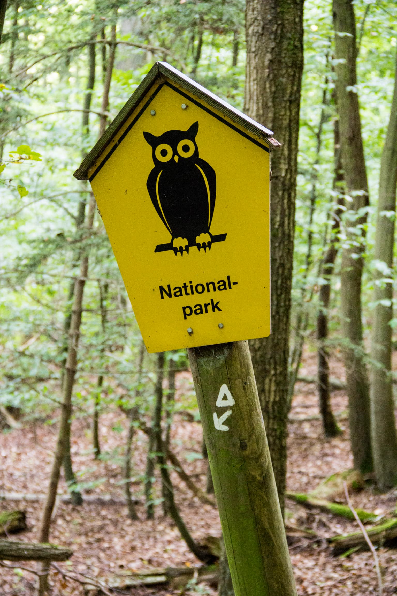 Yellow signpost with black owl illustration and 'National-park' text, mounted on wooden post with left-pointing arrow, surrounded by forest trees and leaf-covered ground