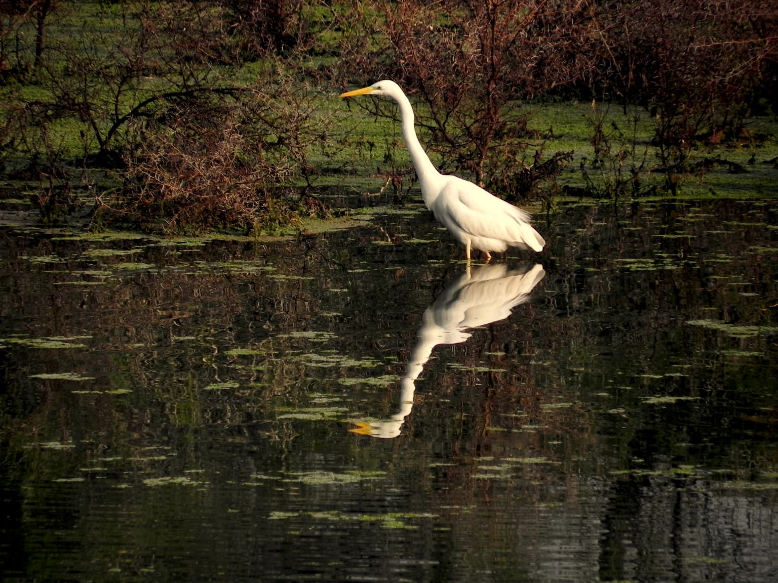 White Great Egret standing in shallow water with reflection among aquatic plants