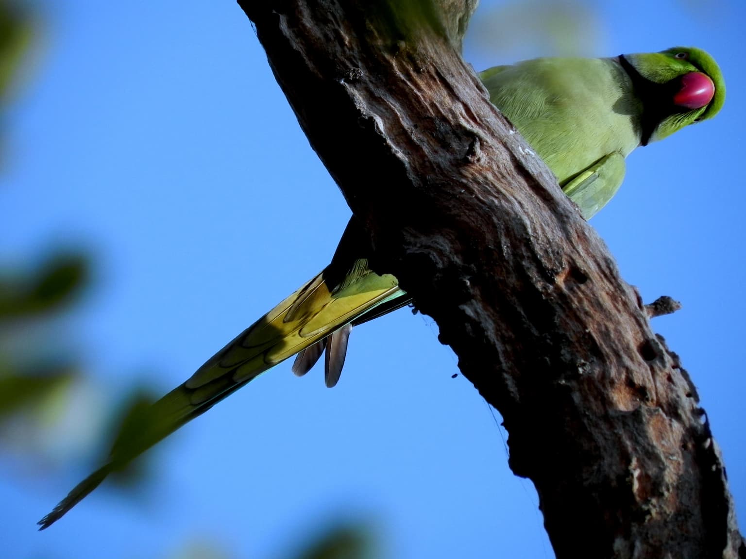 Green parakeet with red beak on tree branch