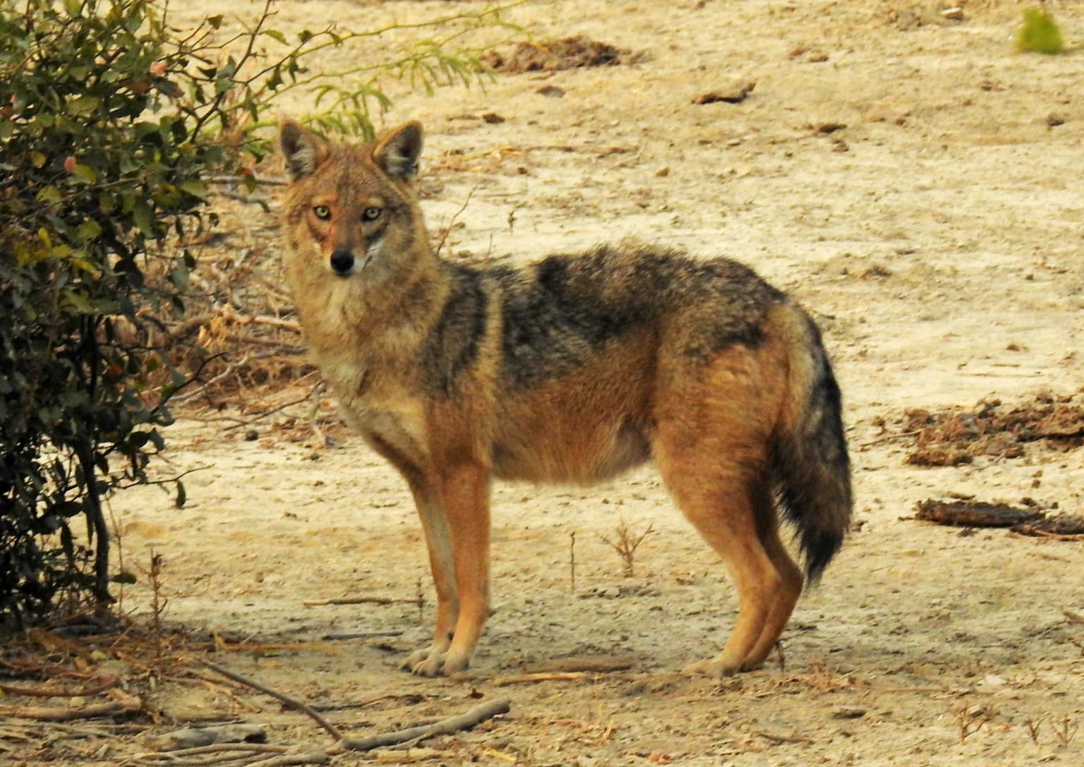 Golden Jackal with brown and black fur standing on sandy ground near bushes