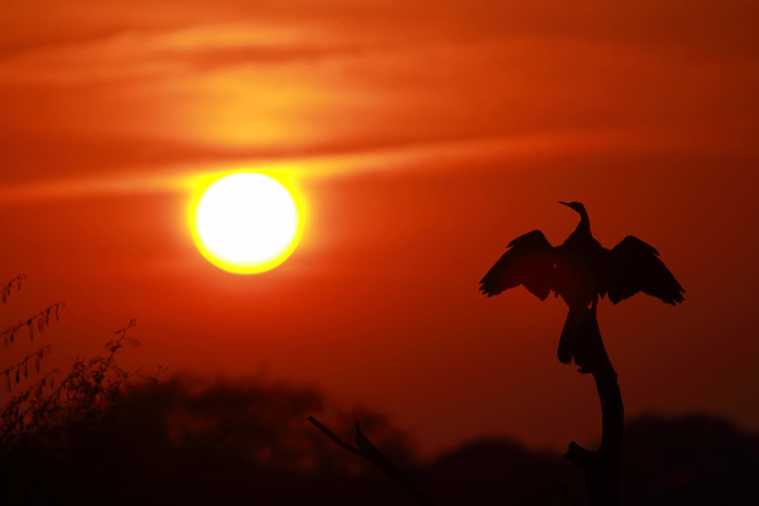 Silhouette of a darter bird perched with wings spread against a sunset sky