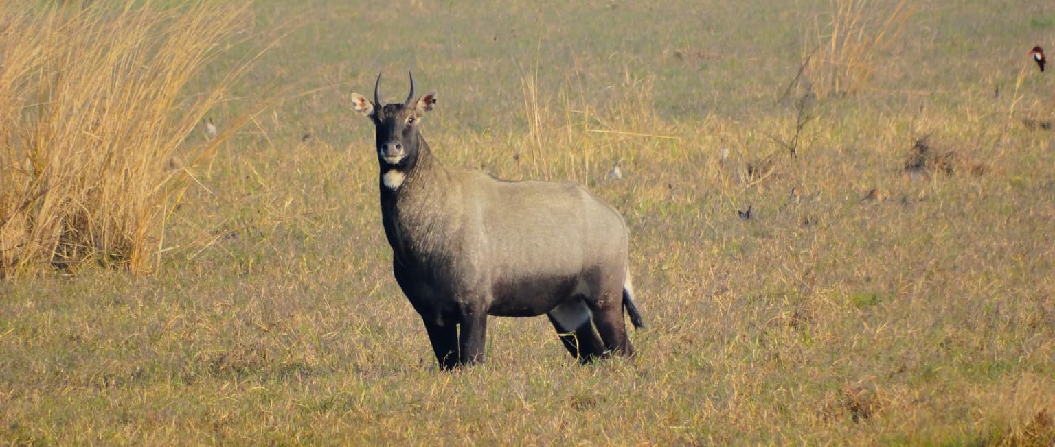 Antílope nilgoi de pie en un campo de hierba con hierba alta y seca al fondo
