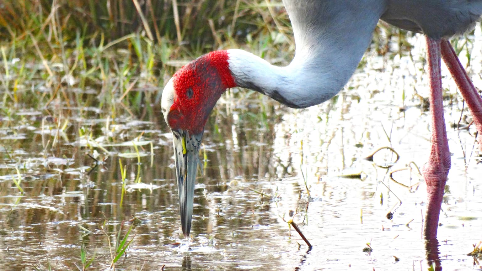 A sarus crane with a red head and long neck is foraging in shallow water among aquatic plants