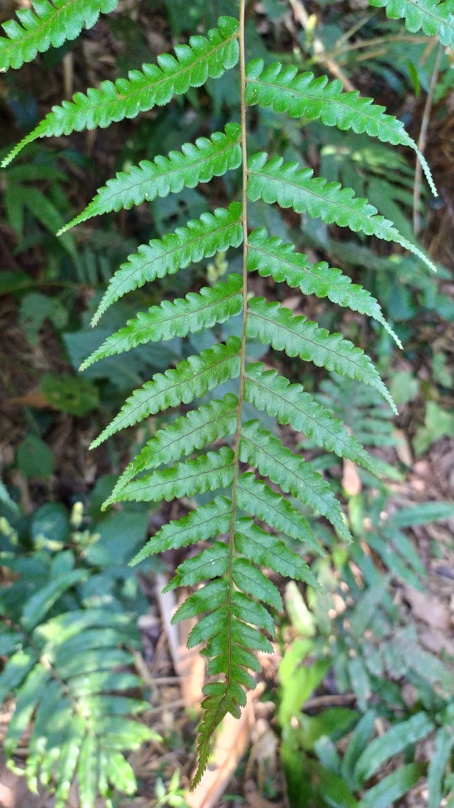 Fern leaf