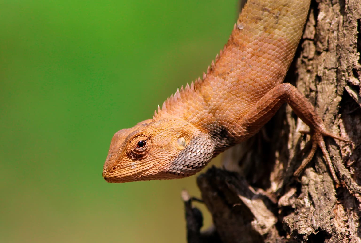 Common garden lizard.jpg