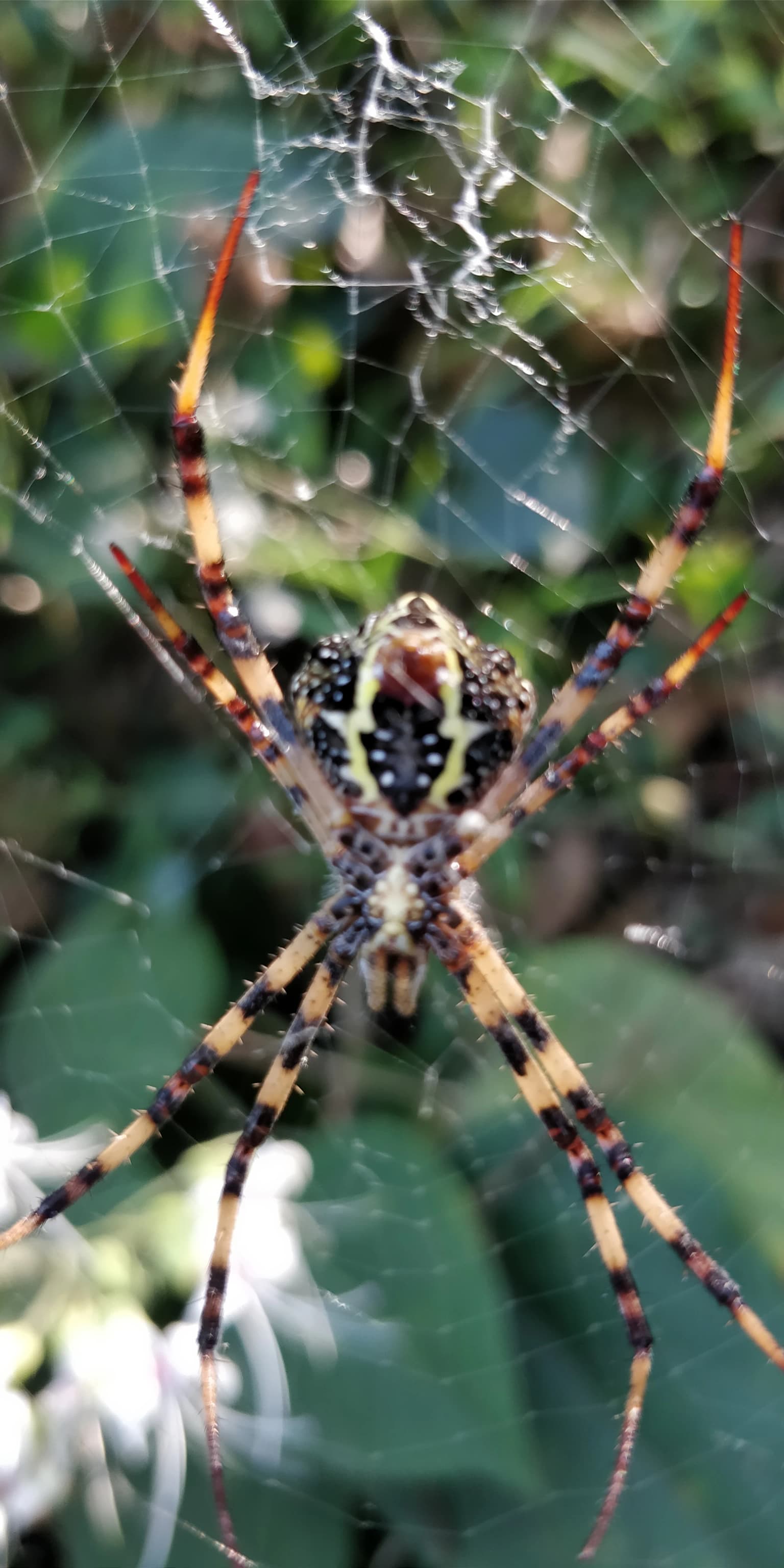 Spider in Khadim Nagar National Park