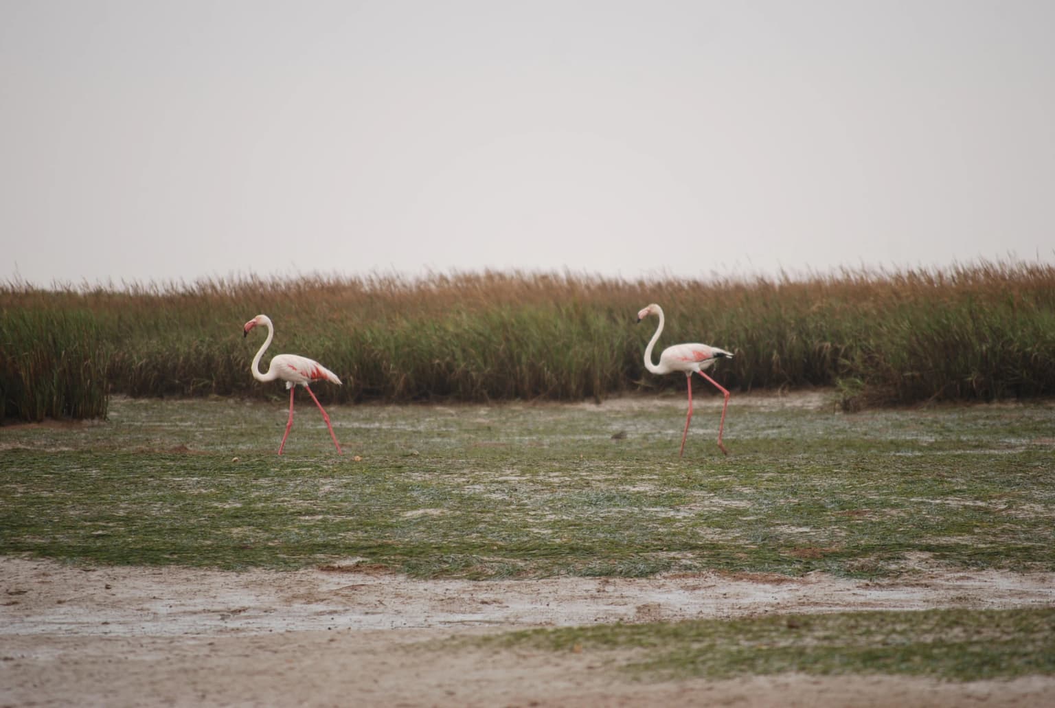 Two pink flamingos standing on a grassy field with tall reeds in the background.