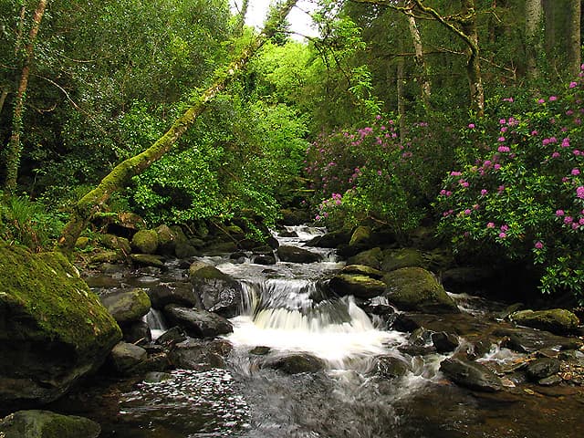 Waterfall flowing over rocks surrounded by green trees and pink rhododendron flowers