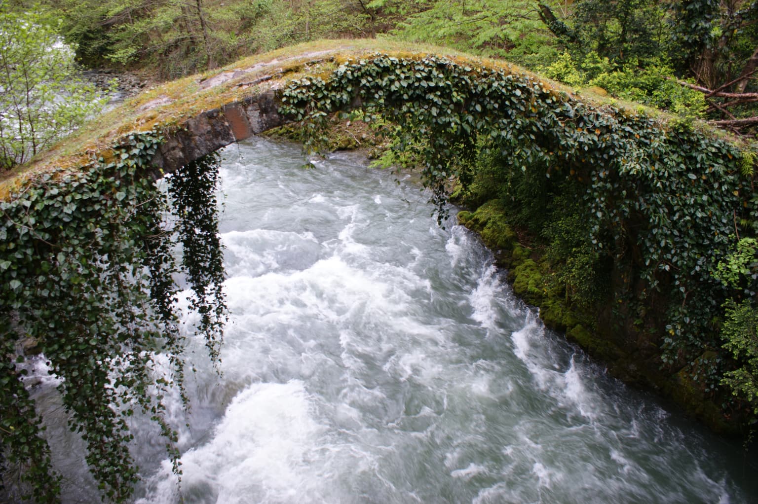 Old arched stone bridge covered in ivy spanning a fast-flowing river with green vegetation on the banks