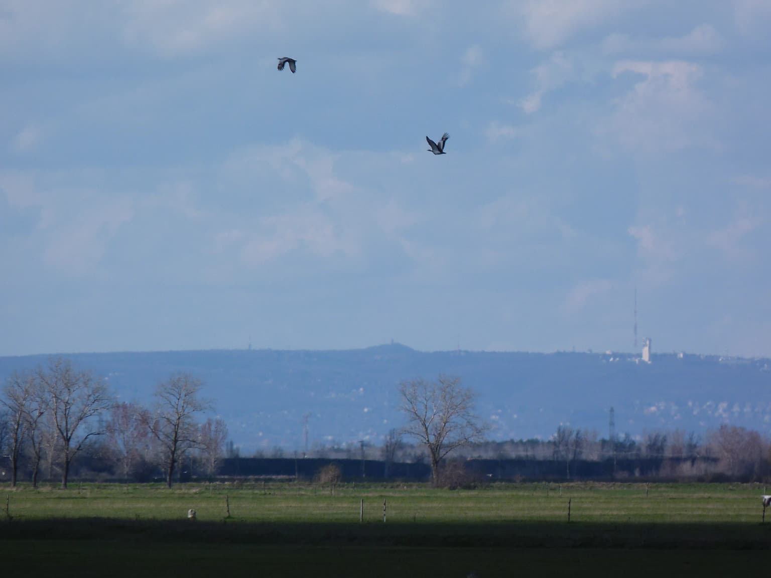 Open grassland field with sparse trees, two birds in flight against a partly cloudy sky, distant hills visible