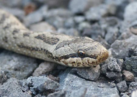 Close-up view of a smooth snake with patterned scales resting on gray gravel and rocks