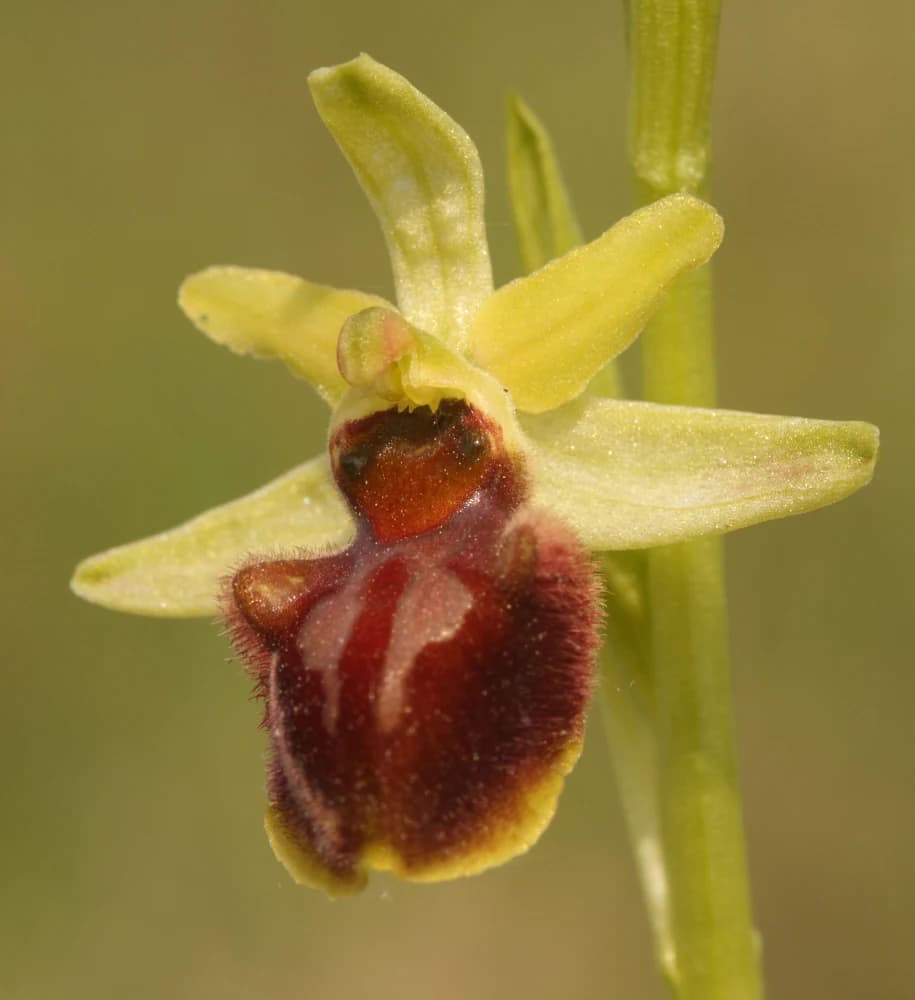 Close-up view of a spider orchid (Ophrys sp.) with yellow petals and dark red-brown labellum