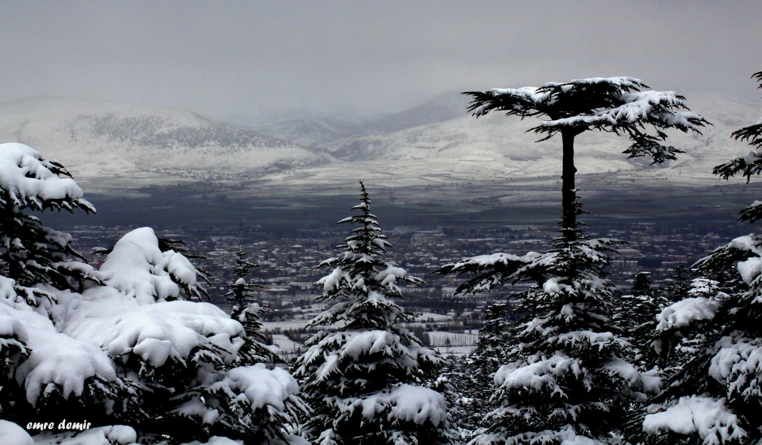 Snow-covered evergreen trees with a town visible in the distance under a cloudy sky