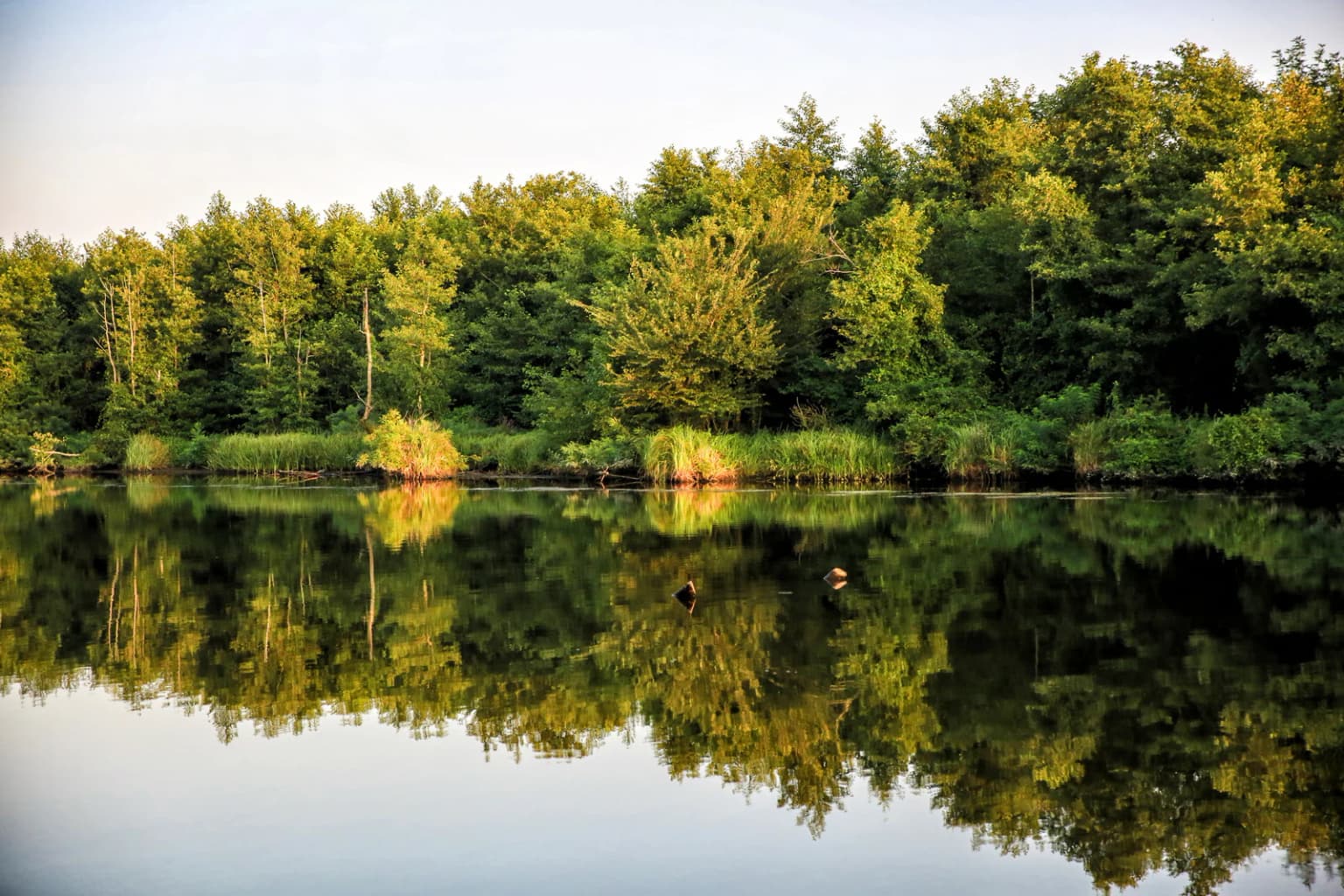 Calm lake reflecting dense green forest under clear sky