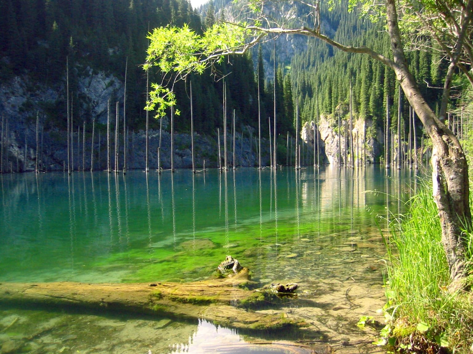 Clear turquoise mountain lake with submerged tree trunks and green vegetation along the shore