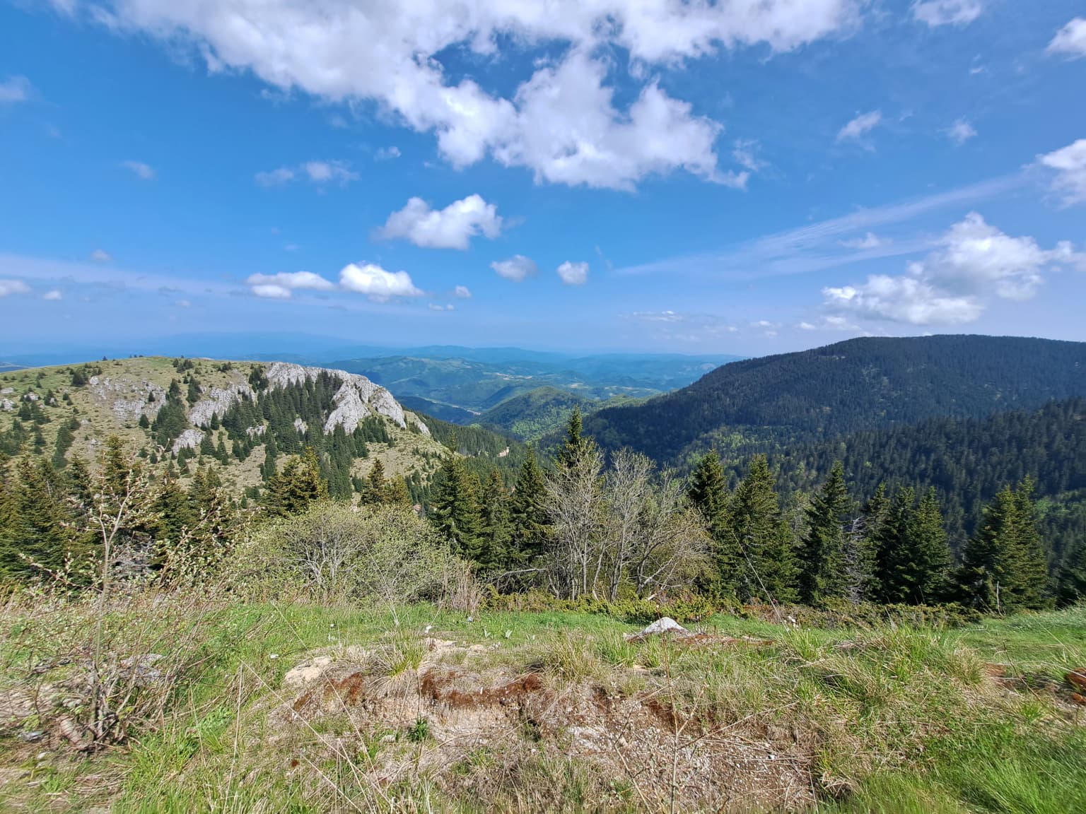 Mountain range with forested slopes and scattered trees under a bright blue sky with white clouds