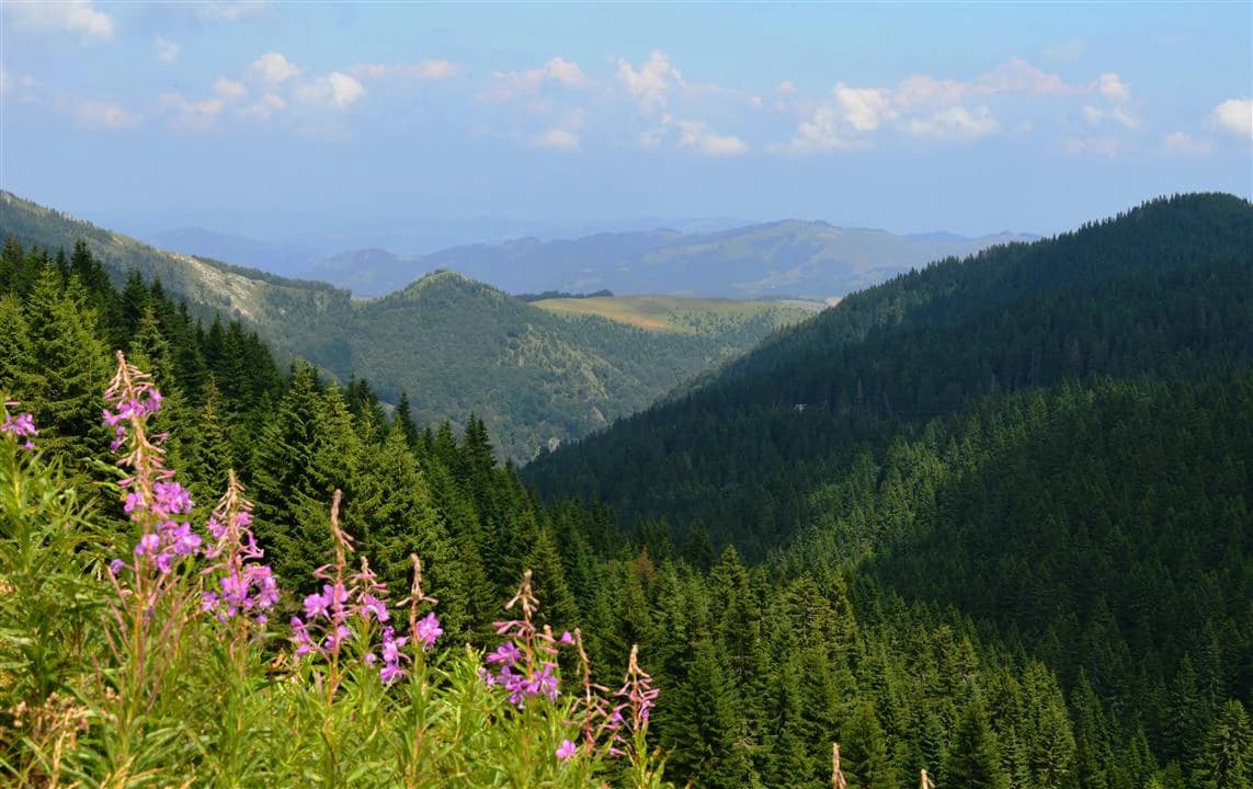 Panoramic view of green mountain valleys with dense pine forests and purple wildflowers under a partly cloudy sky