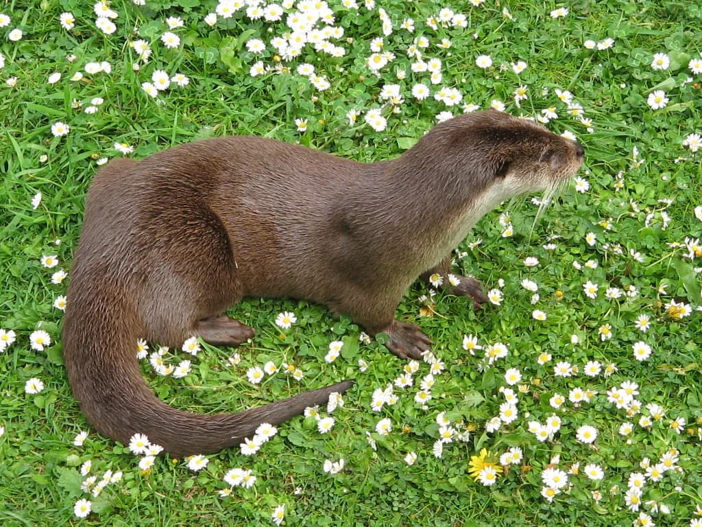 European otter lying on grass among white daisies