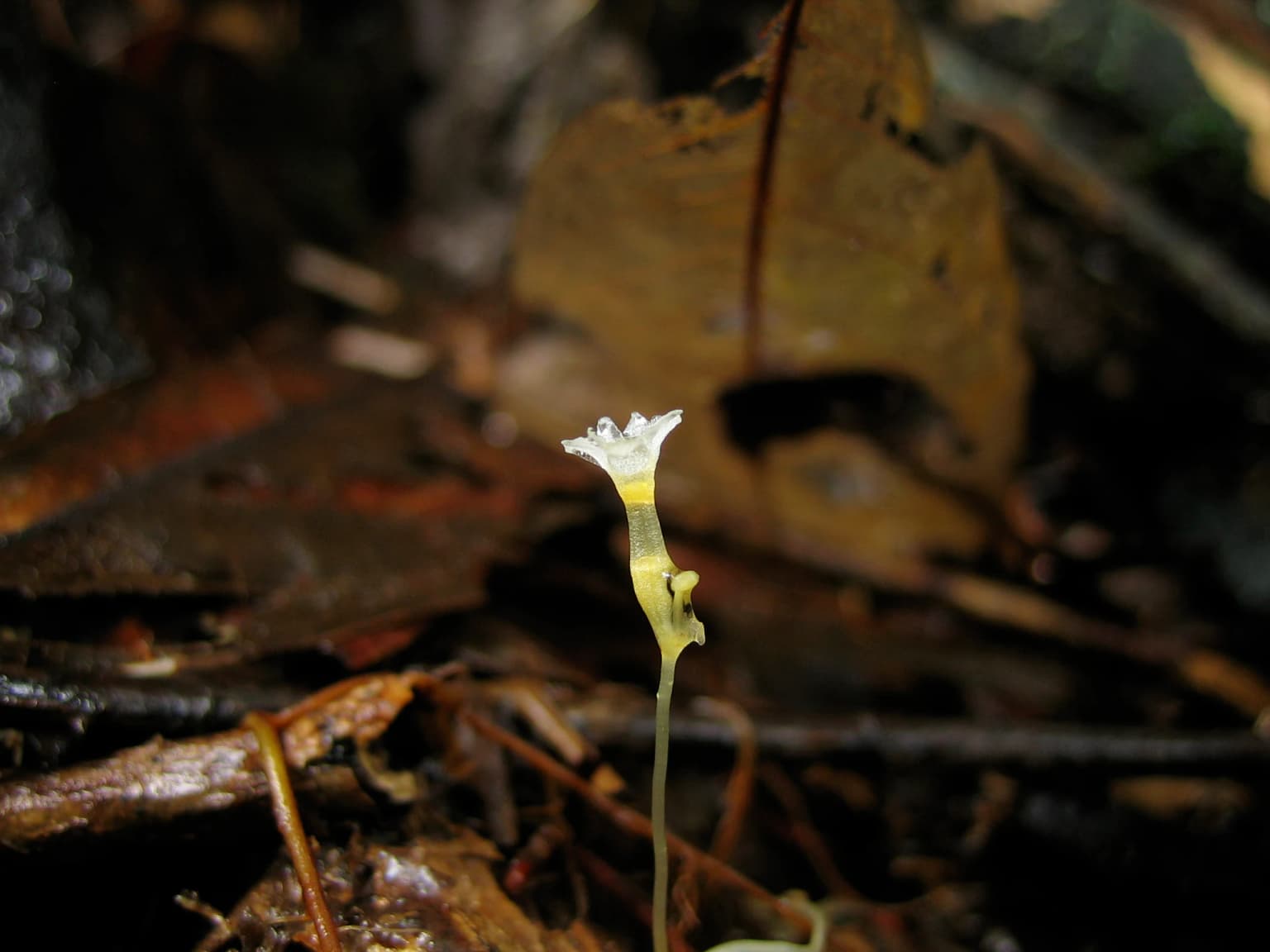 Planta pequeña de flor blanca con base del tallo amarilla sobre restos del suelo del bosque