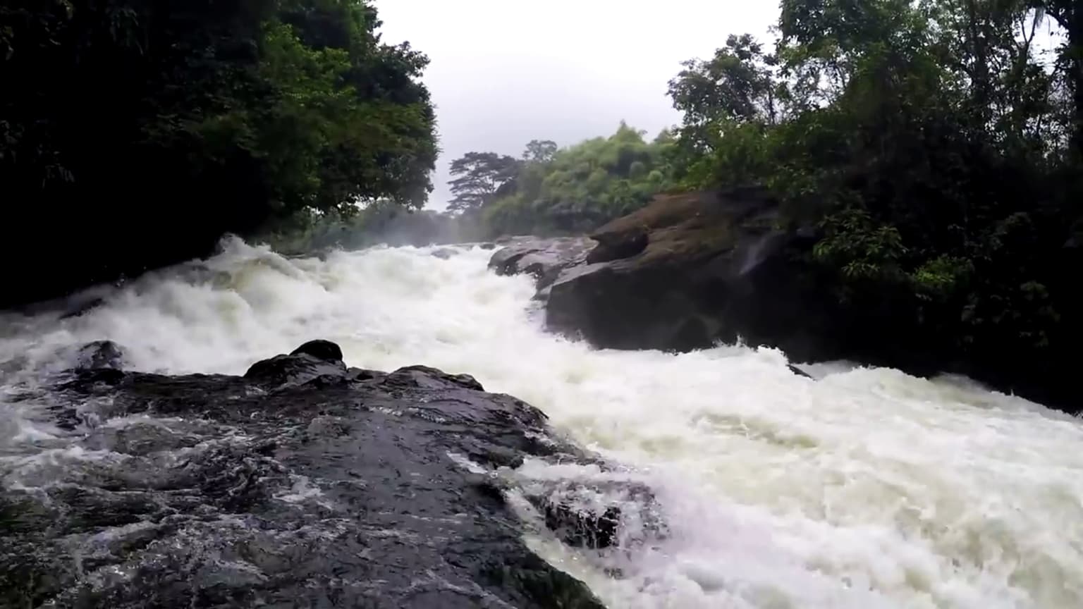 Aguas bravas fluyendo sobre rocas en un denso bosque verde