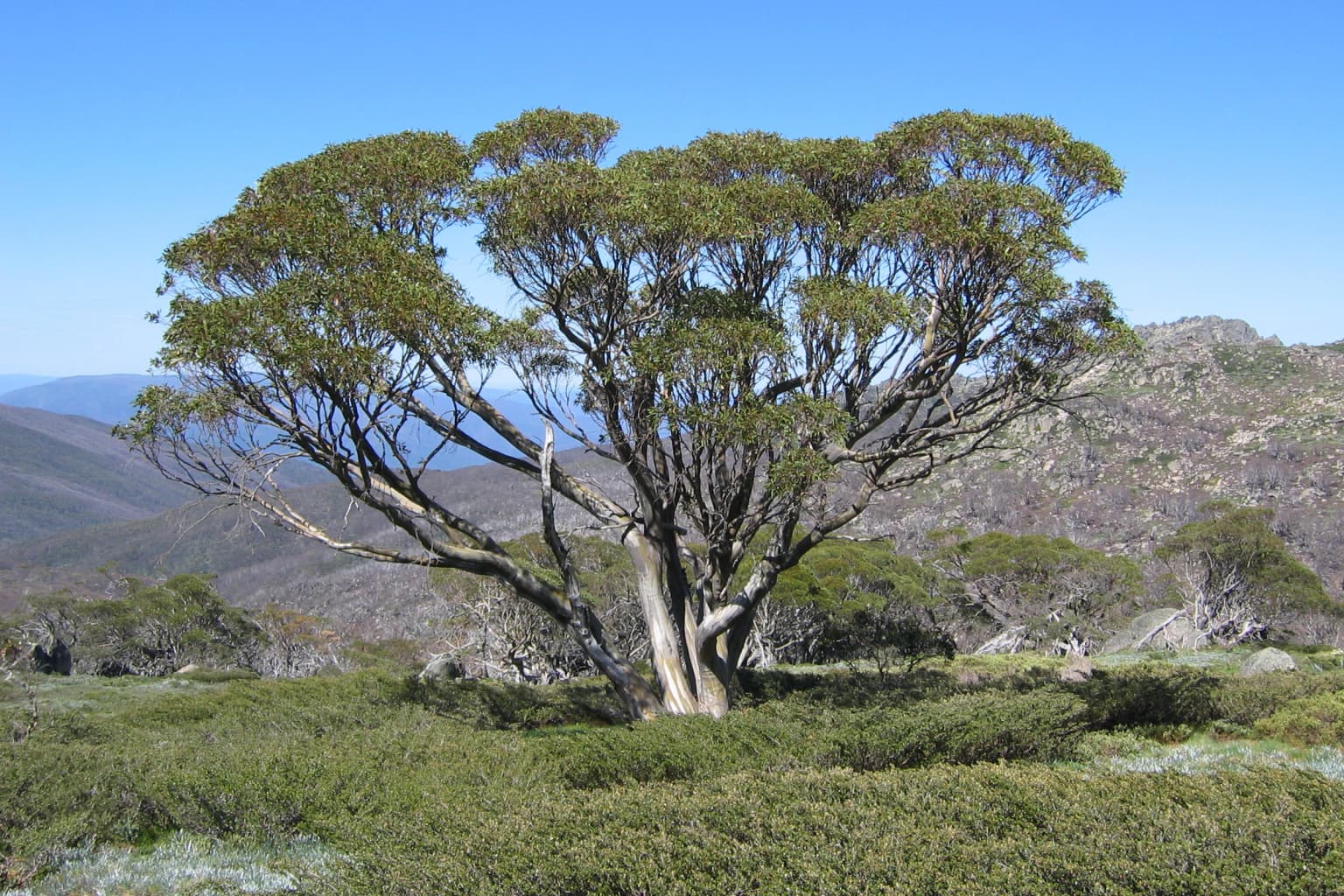 Un árbol de eucalipto nival con follaje verde se alza en una ladera cubierta de hierba, con cordilleras al fondo, bajo un cielo azul despejado.