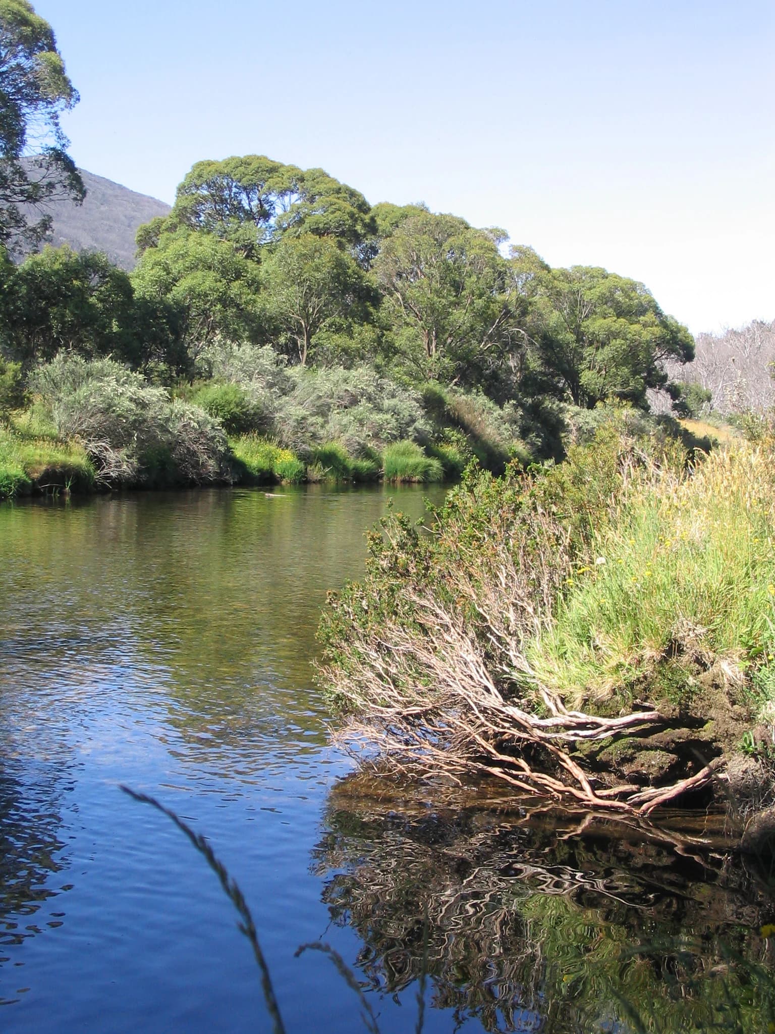 Río tranquilo con vegetación de ribera en las orillas, reflejándose en el agua, rodeado de árboles y colinas