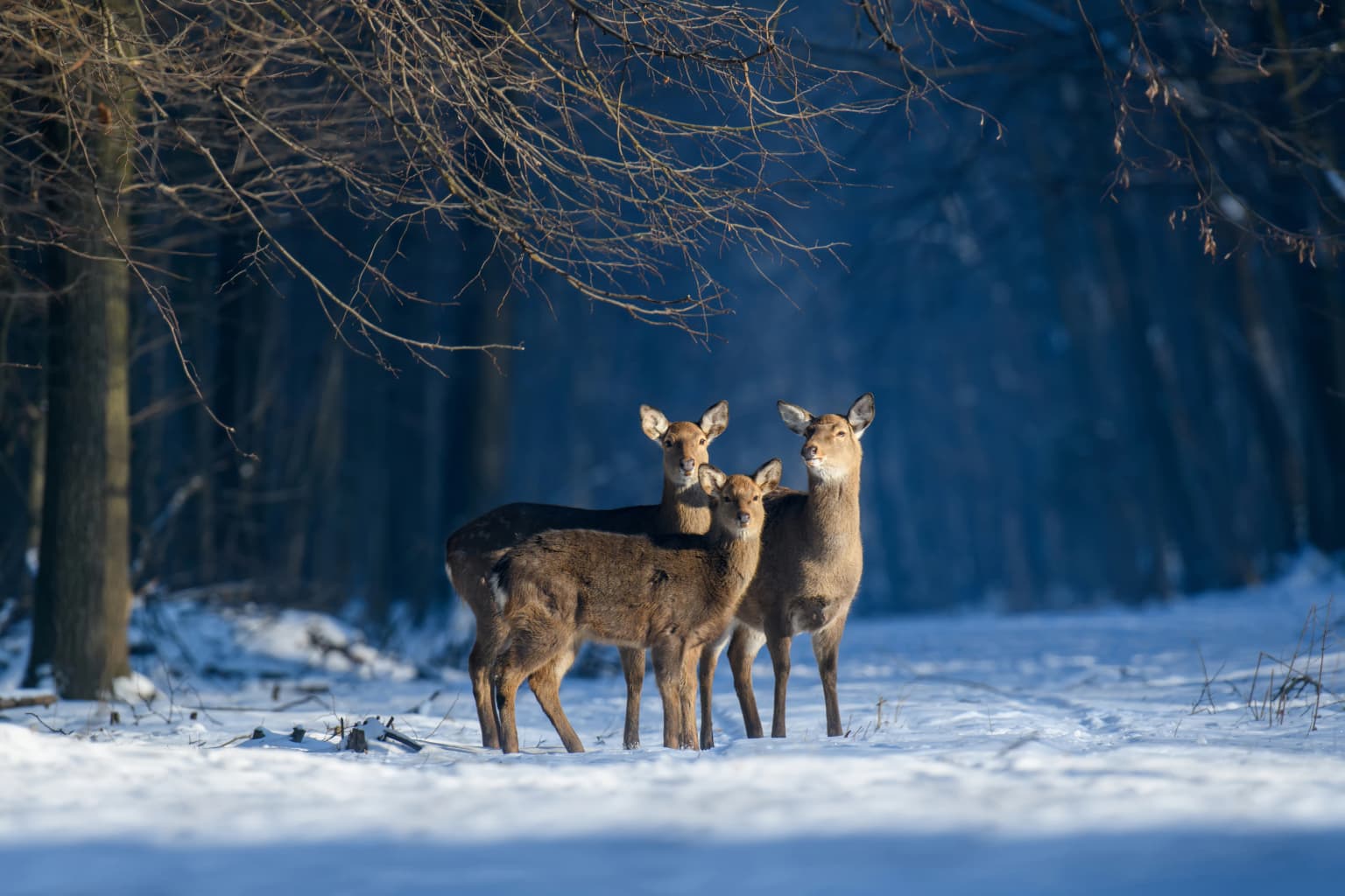 Three Japanese deer standing on snow-covered ground with bare trees in the background.