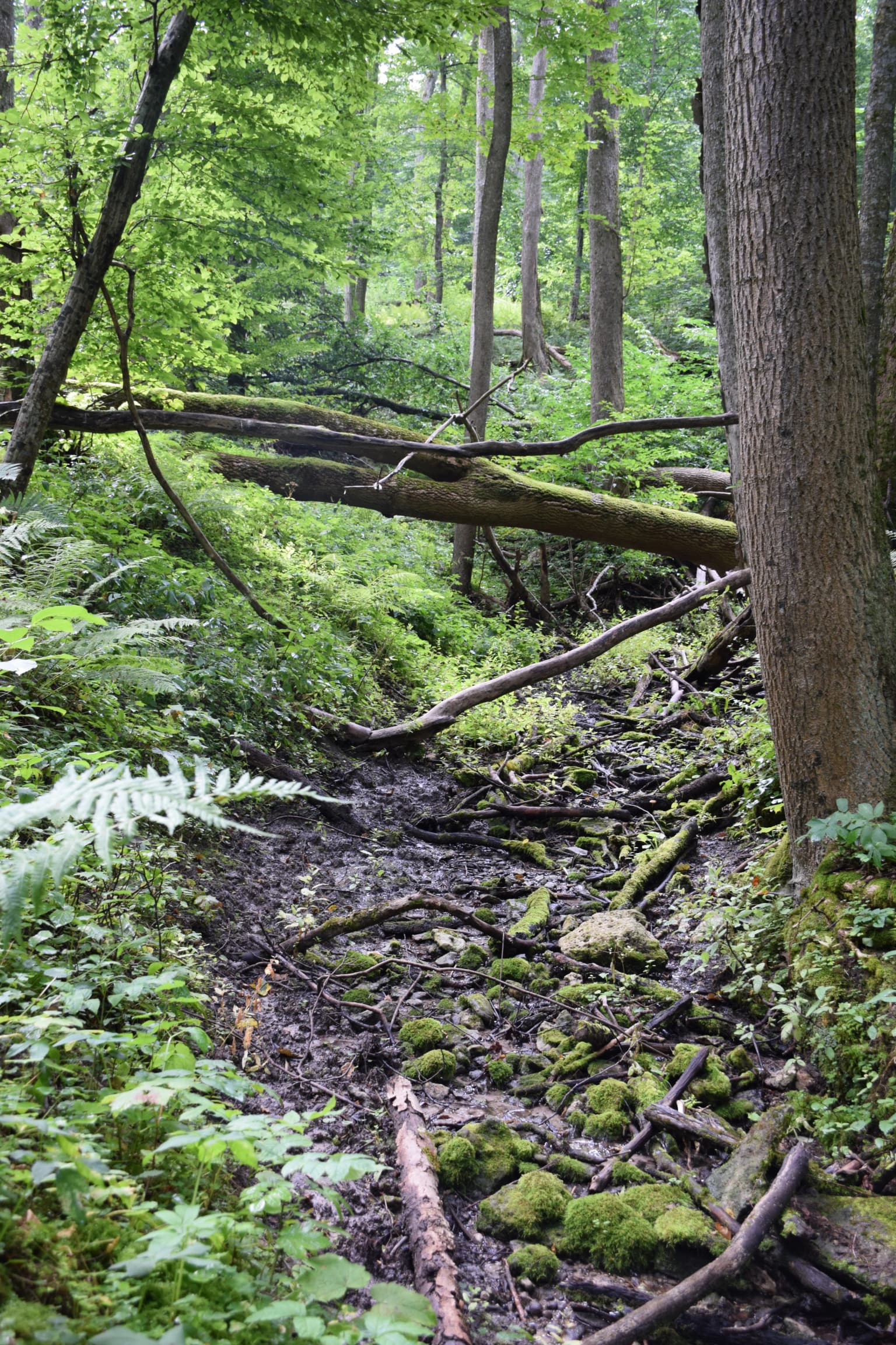 A narrow forest trail covered in moss and fallen branches surrounded by tall trees and lush green vegetation