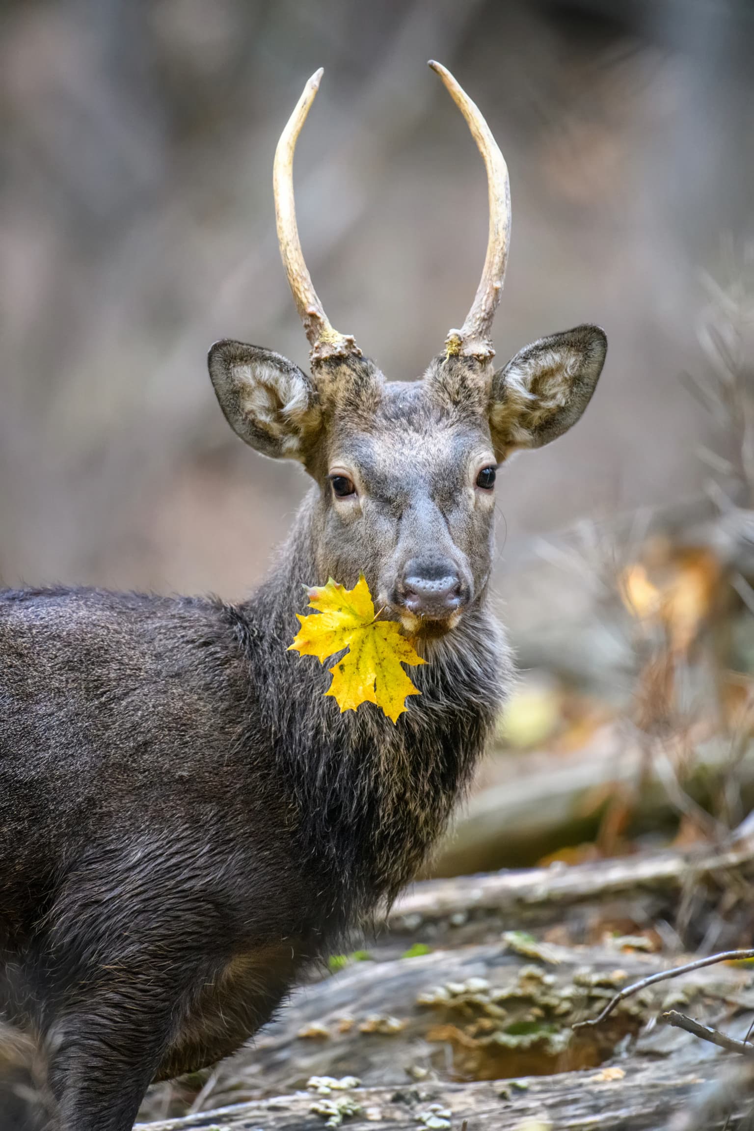 A deer with antlers holding a yellow maple leaf in its mouth, standing in a forested area with fallen logs and dry vegetation