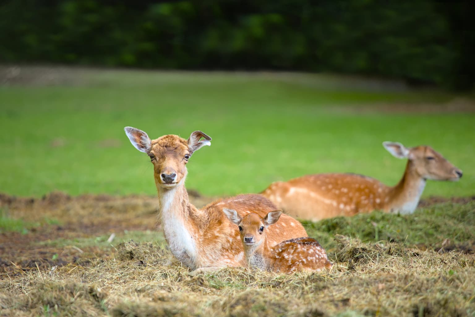 A fallow deer doe and fawn lying on grass with green field in background