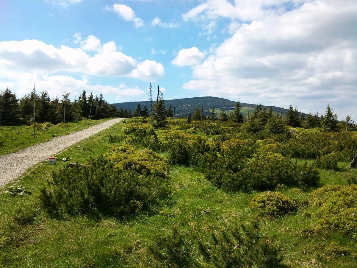 Gravel path through grassy terrain with scattered shrubs and trees, distant mountains under blue sky with white clouds.