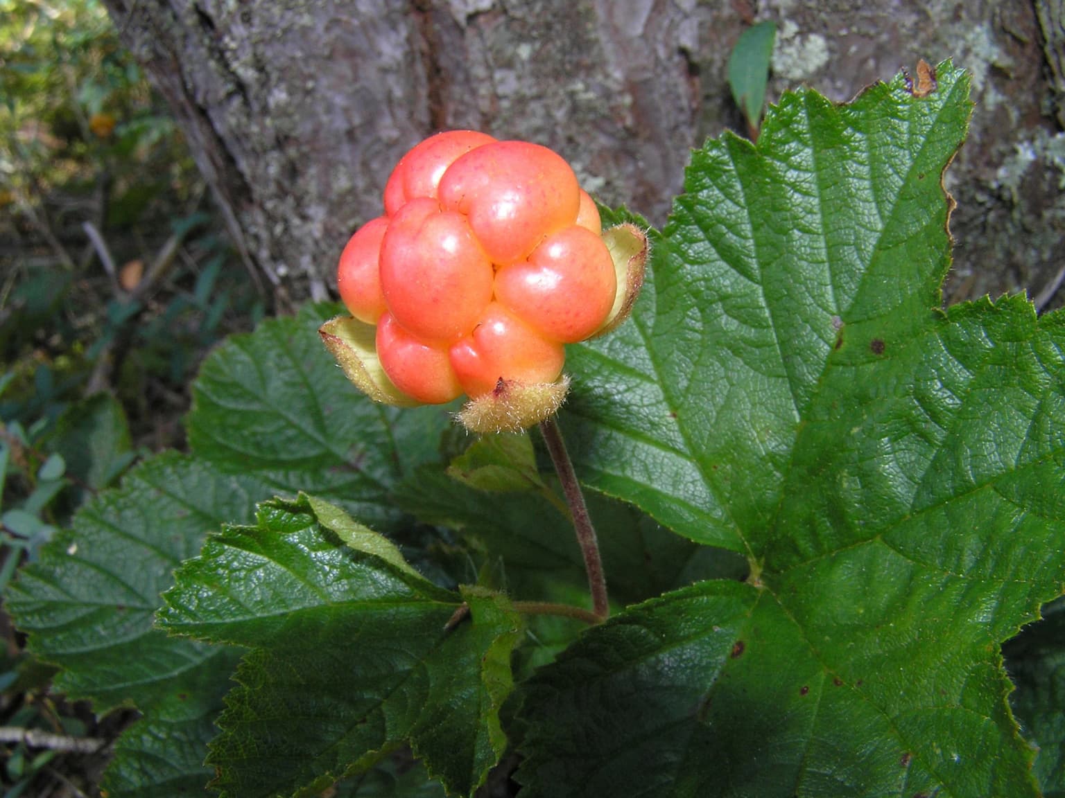 A close-up of a cloudberry plant with bright orange-red berries and large green leaves against a forest background