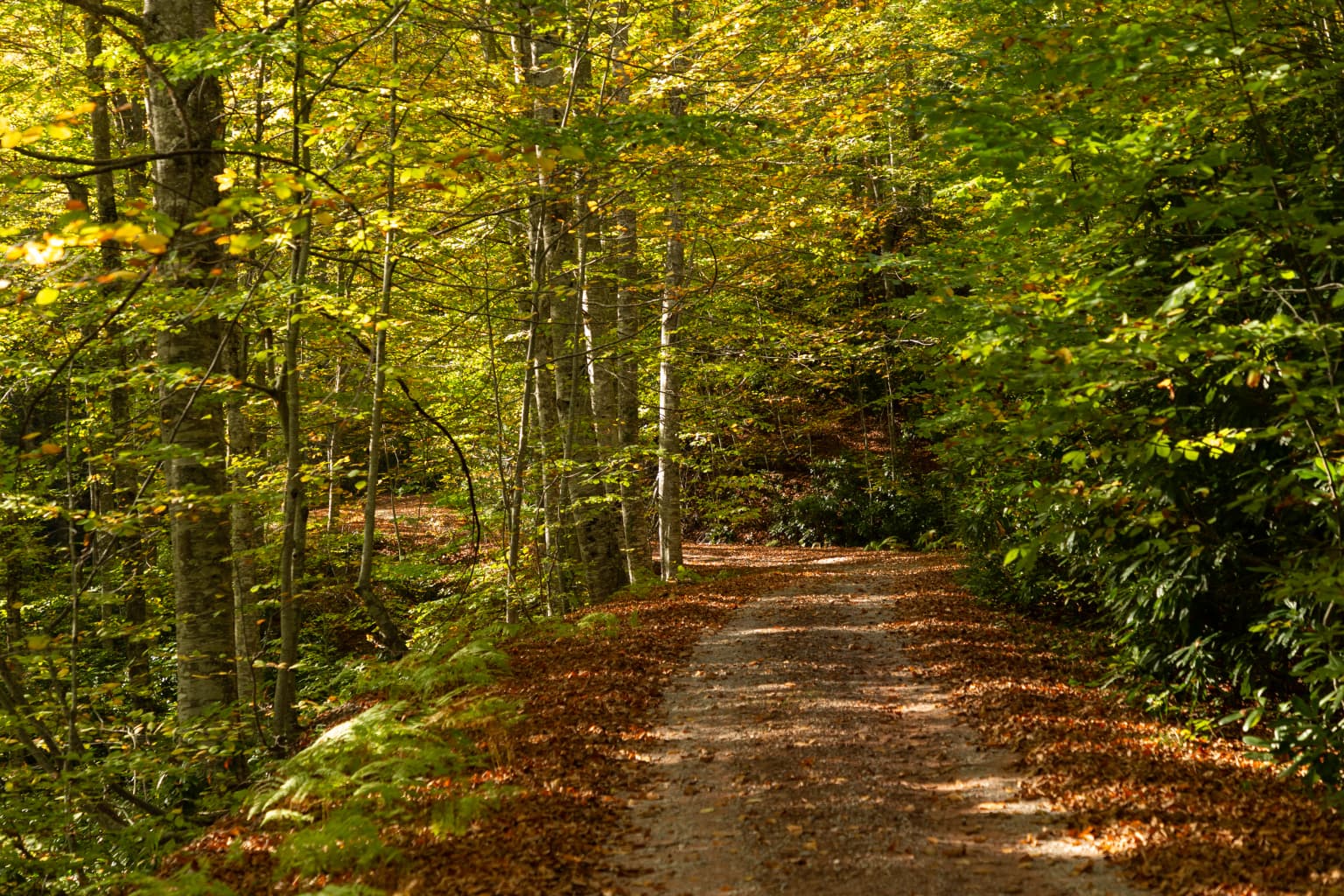 Dirt road covered with fallen leaves through a forest with tall trees and autumn foliage