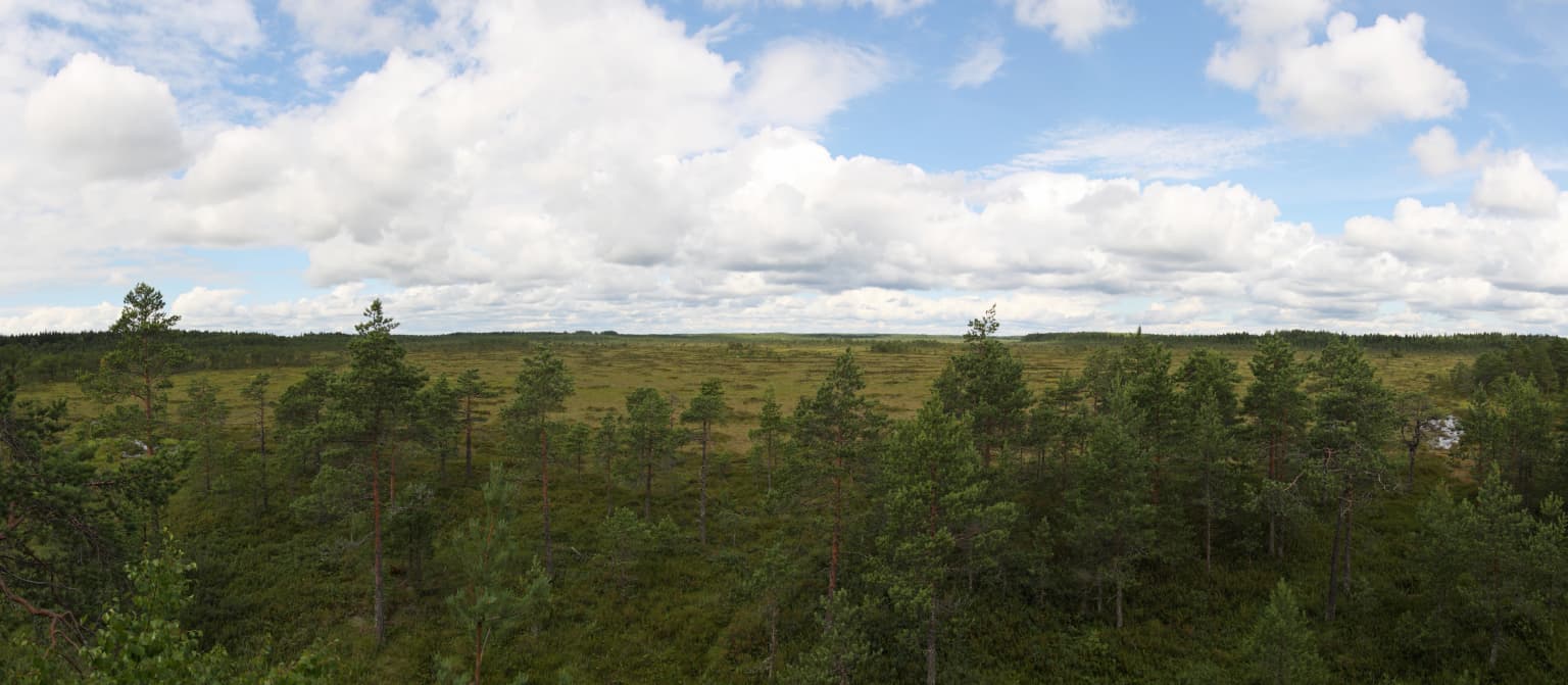 Panoramic view of a vast swamp landscape with dense forest under a partly cloudy sky