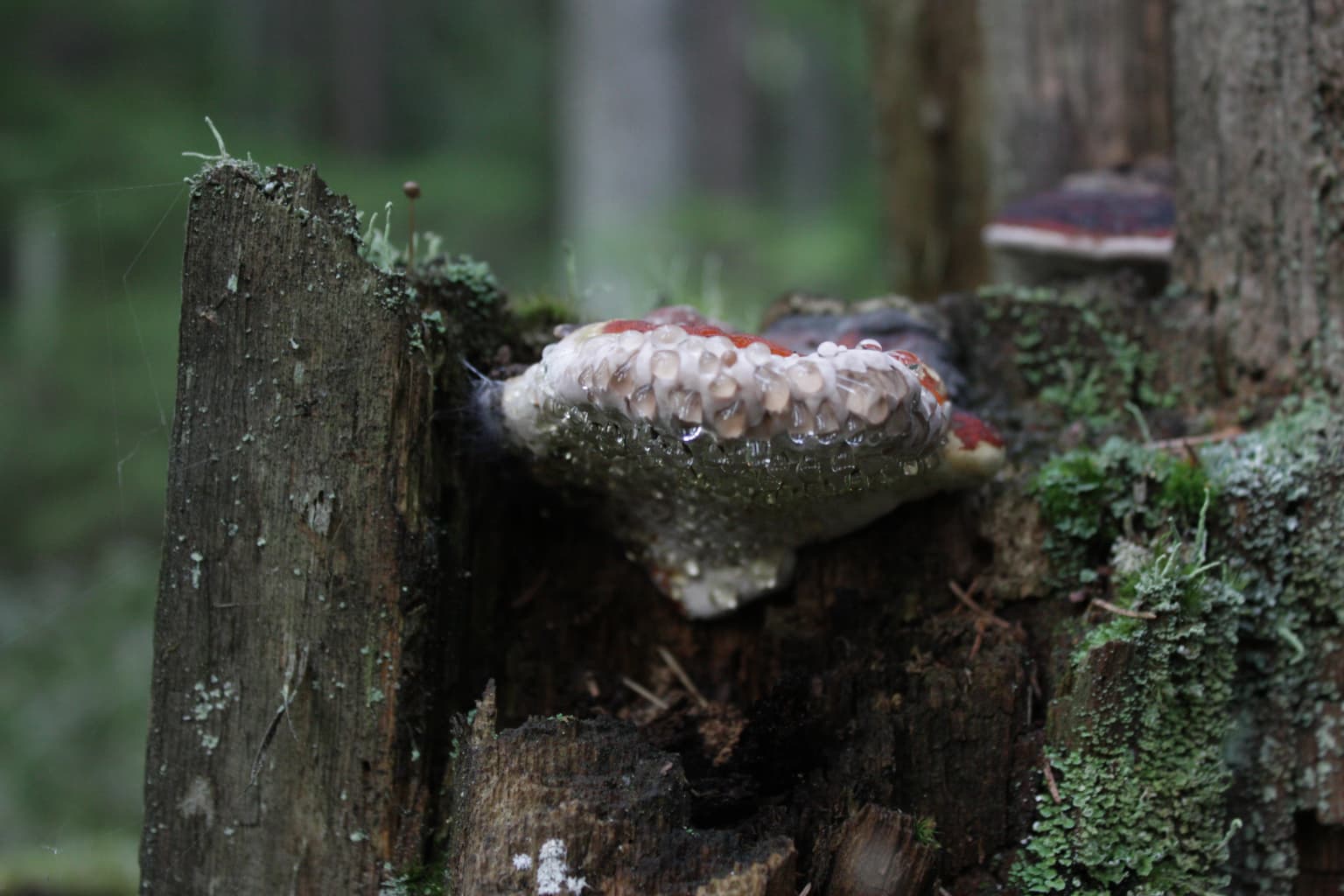 Close-up of a Fomitopsis pinicola fungus with white and brown coloring growing on a moss-covered tree stump in a forest