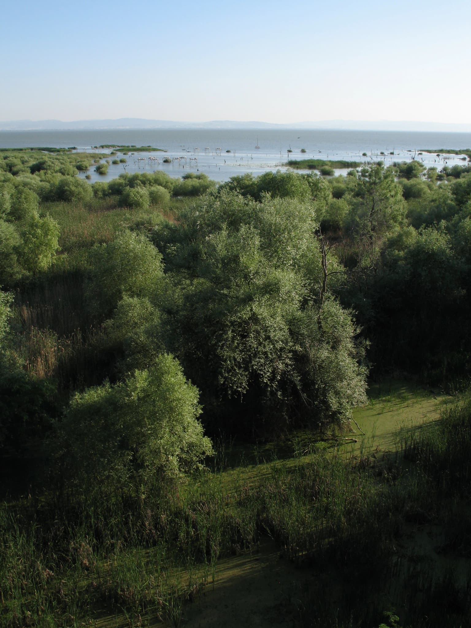 Wide view of a wetland area with green trees, reeds, and a large body of water under a clear sky