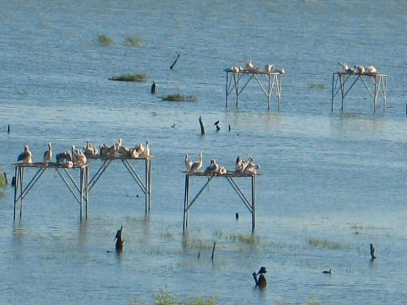 Several birds resting on elevated wooden platforms in a calm lake with reeds and waterfowl visible