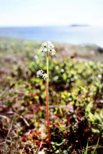 Single tall tundra plant with white flowers and small green leaves against blurred tundra vegetation and distant water