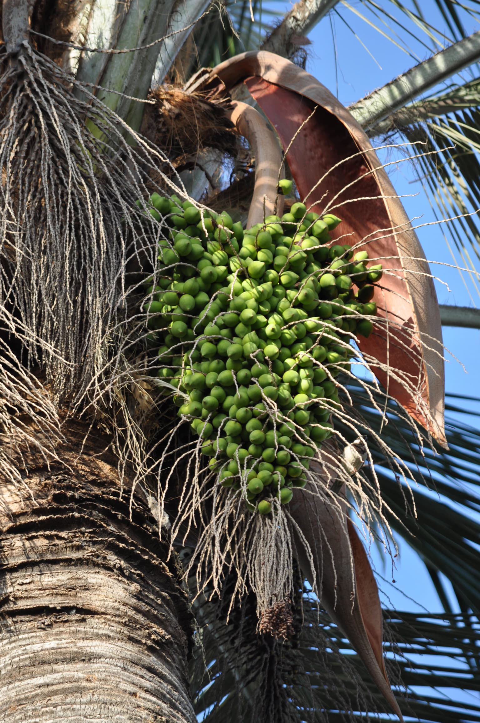 Green clustered fruits on palm tree trunk with brown woody valves and palm fronds against blue sky